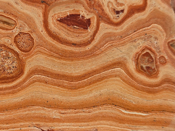 Polished fossil Oncolite. ONC111