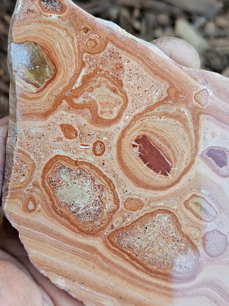 Polished fossil Oncolite. ONC111