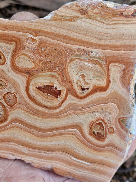 Polished fossil Oncolite. ONC111
