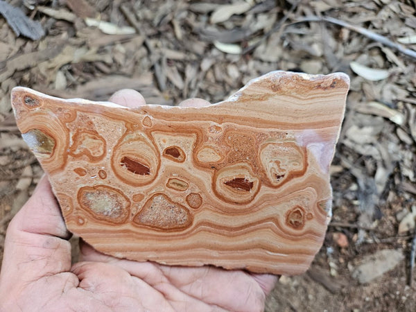 Polished fossil Oncolite. ONC111