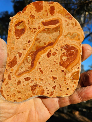 Polished fossil Oncolite. ONC112