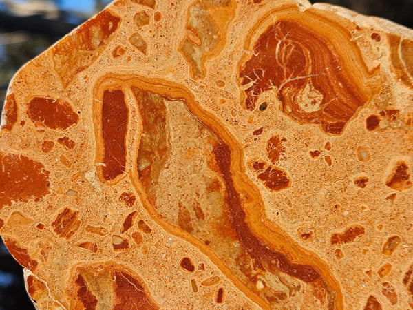 Polished fossil Oncolite. ONC112