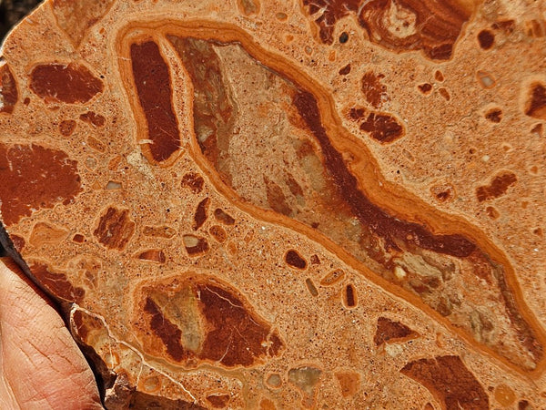 Polished fossil Oncolite. ONC112