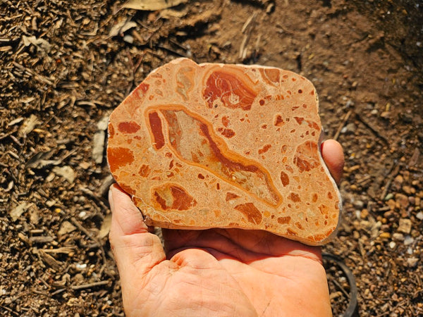 Polished fossil Oncolite. ONC112