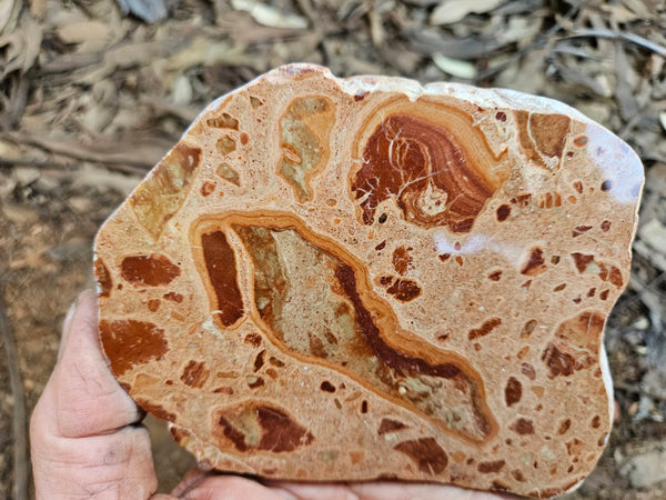Polished fossil Oncolite. ONC112