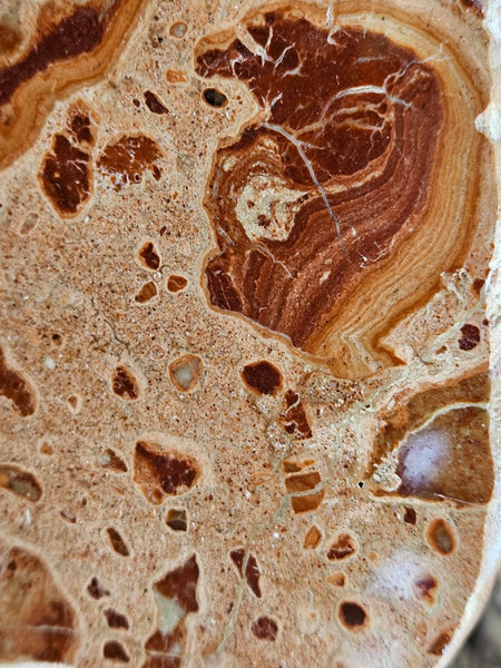 Polished fossil Oncolite. ONC112