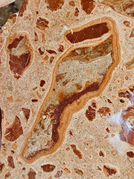 Polished fossil Oncolite. ONC112