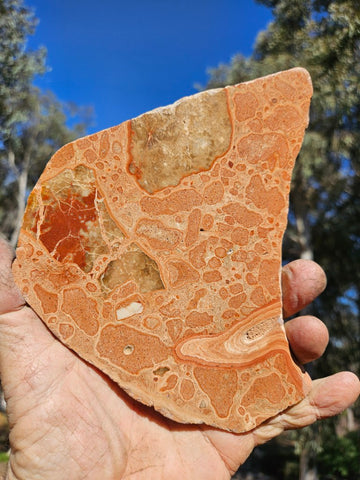 Polished fossil Oncolite slab. ONC113