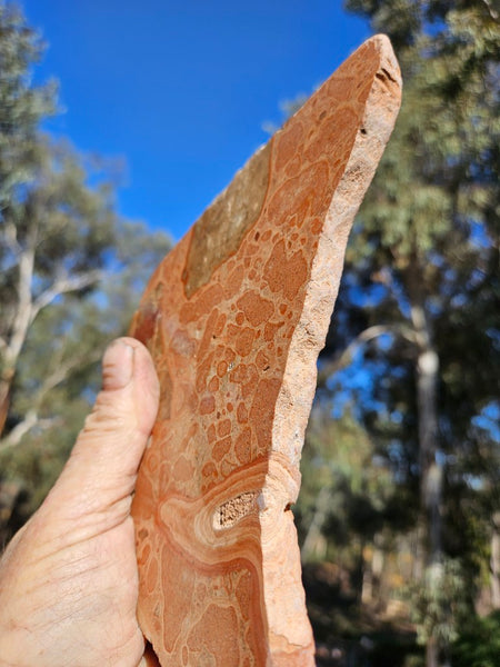 Polished fossil Oncolite slab. ONC113