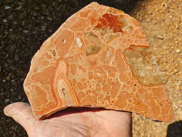 Polished fossil Oncolite slab. ONC113