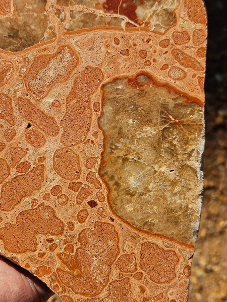 Polished fossil Oncolite slab. ONC113