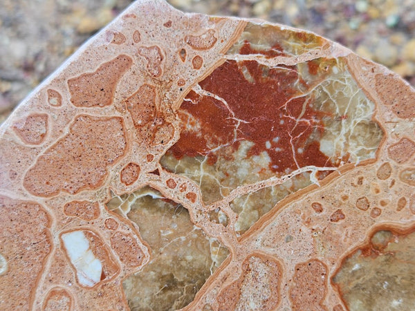 Polished fossil Oncolite slab. ONC113