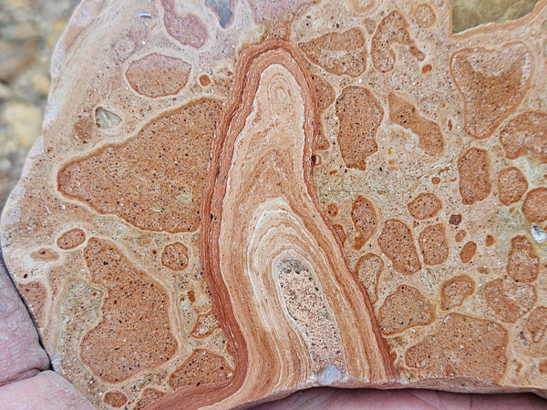 Polished fossil Oncolite slab. ONC113