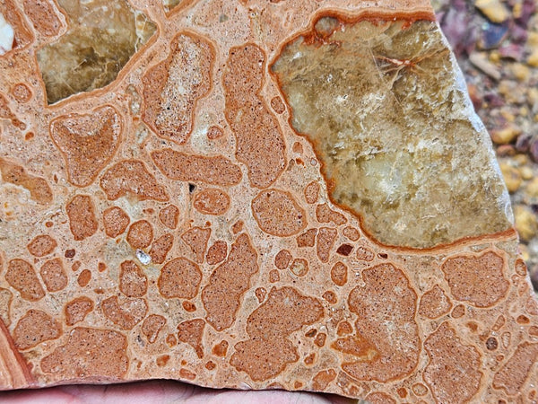 Polished fossil Oncolite slab. ONC113