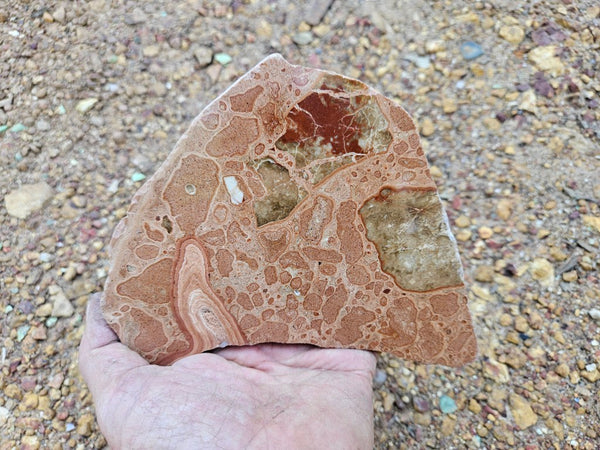 Polished fossil Oncolite slab. ONC113