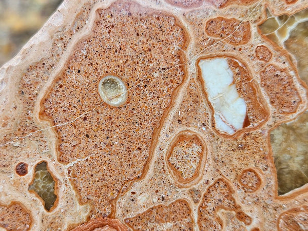 Polished fossil Oncolite slab. ONC113