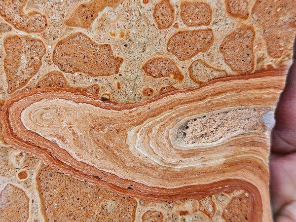 Polished fossil Oncolite slab. ONC113