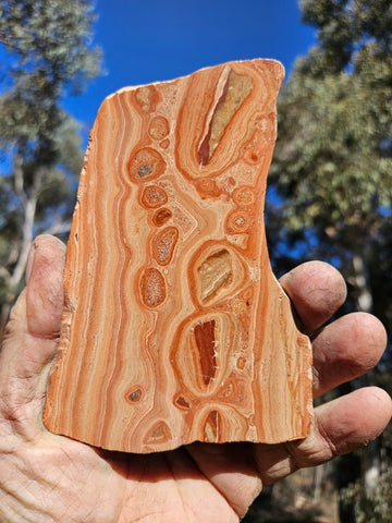 Polished fossil Oncolite slab. ONC114