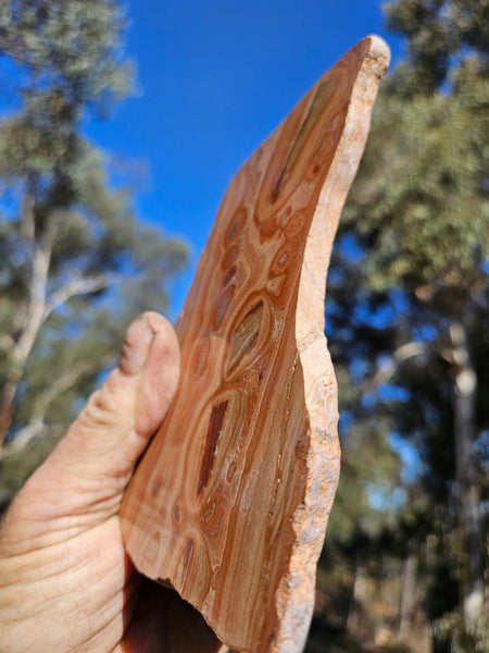 Polished fossil Oncolite slab. ONC114