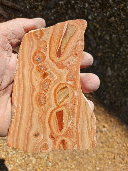 Polished fossil Oncolite slab. ONC114