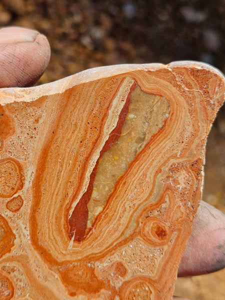 Polished fossil Oncolite slab. ONC114
