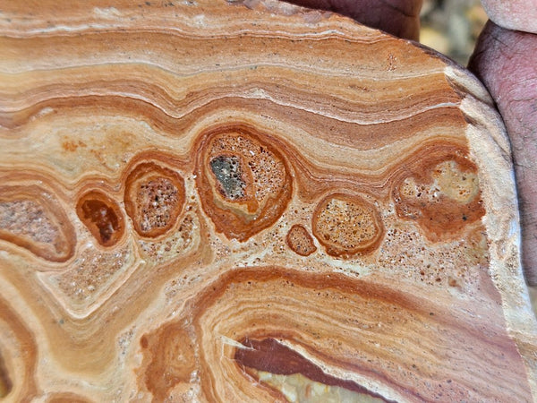 Polished fossil Oncolite slab. ONC114