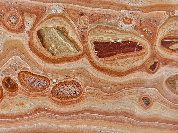 Polished fossil Oncolite slab. ONC114