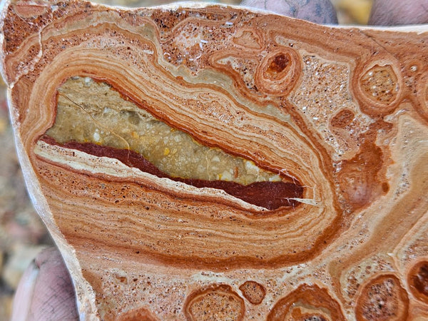 Polished fossil Oncolite slab. ONC114
