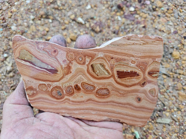 Polished fossil Oncolite slab. ONC114