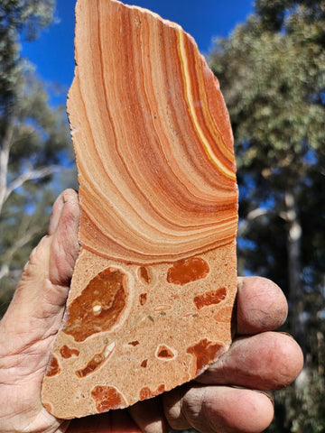 Polished fossil Oncolite slab. ONC115