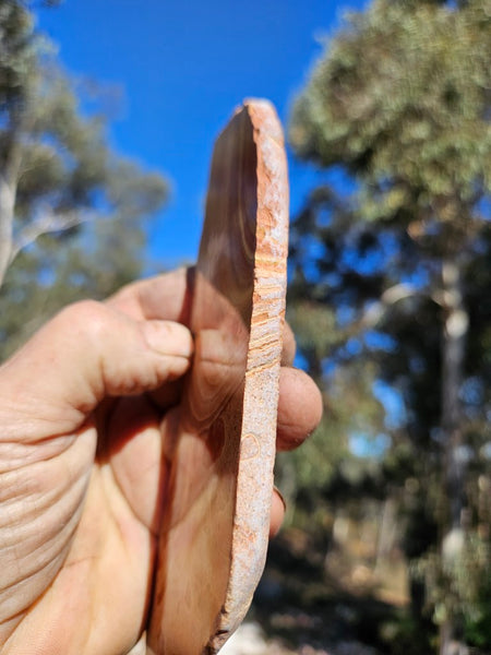 Polished fossil Oncolite slab. ONC115