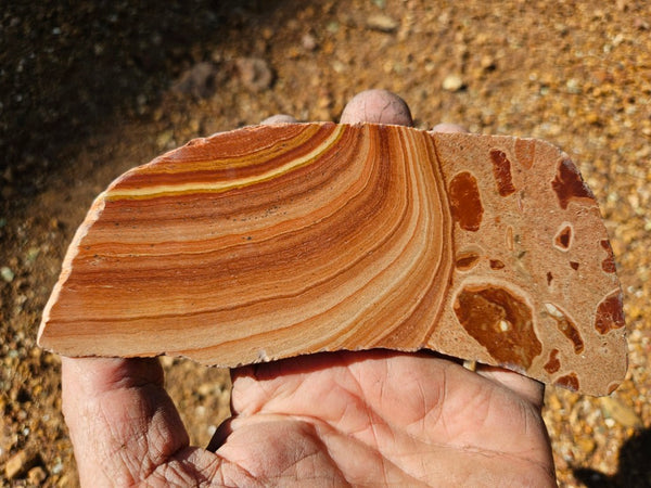 Polished fossil Oncolite slab. ONC115
