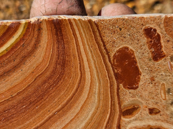Polished fossil Oncolite slab. ONC115