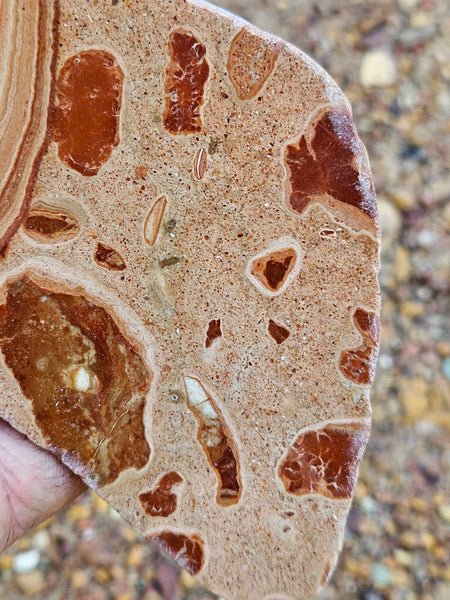 Polished fossil Oncolite slab. ONC115