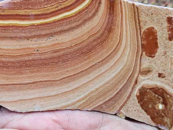 Polished fossil Oncolite slab. ONC115