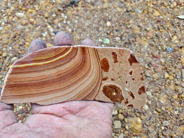 Polished fossil Oncolite slab. ONC115