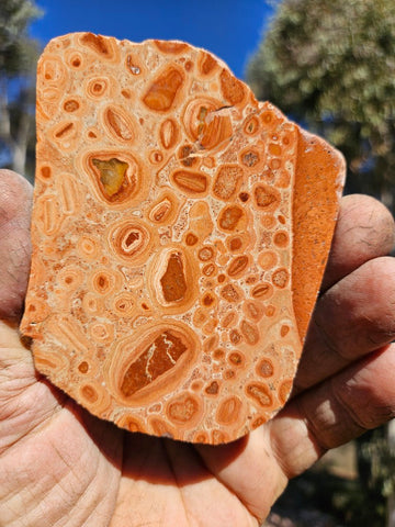 Polished fossil Oncolite slab. ONC116