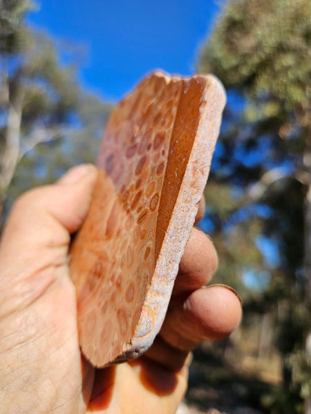 Polished fossil Oncolite slab. ONC116