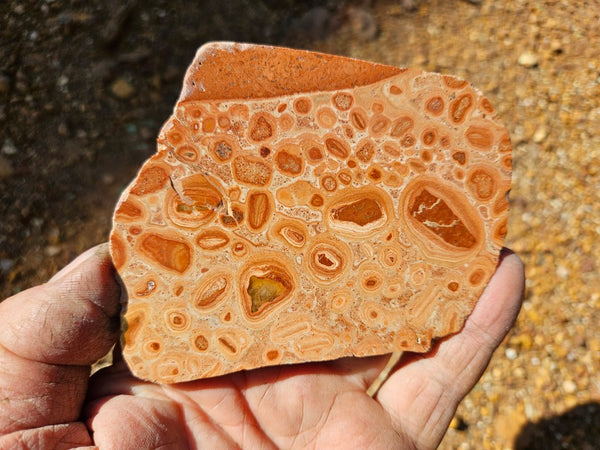 Polished fossil Oncolite slab. ONC116