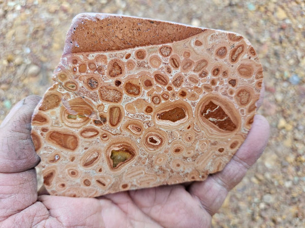 Polished fossil Oncolite slab. ONC116