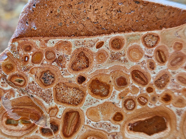Polished fossil Oncolite slab. ONC116