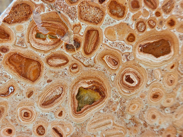 Polished fossil Oncolite slab. ONC116