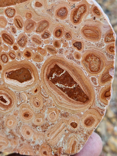 Polished fossil Oncolite slab. ONC116