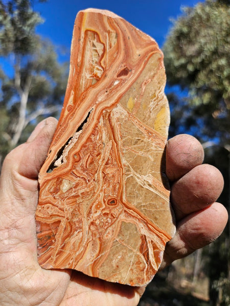 Polished fossil Oncolite slab. ONC117