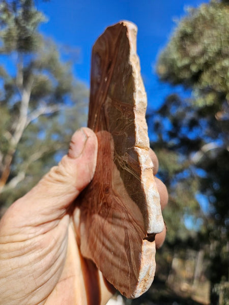 Polished fossil Oncolite slab. ONC117