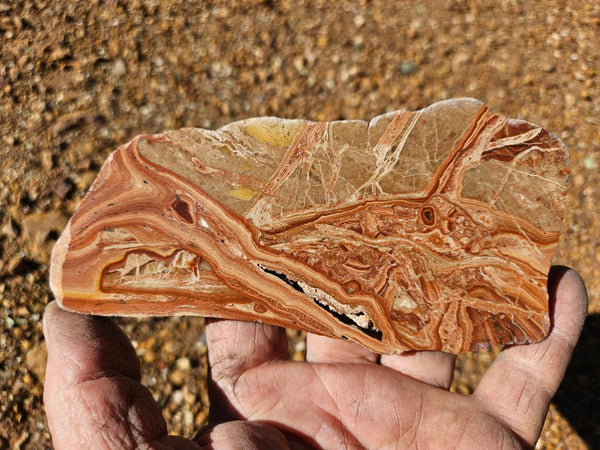 Polished fossil Oncolite slab. ONC117