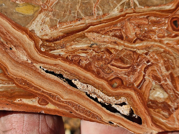 Polished fossil Oncolite slab. ONC117