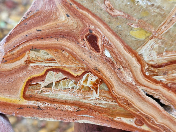 Polished fossil Oncolite slab. ONC117