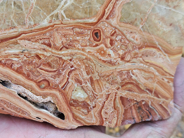 Polished fossil Oncolite slab. ONC117