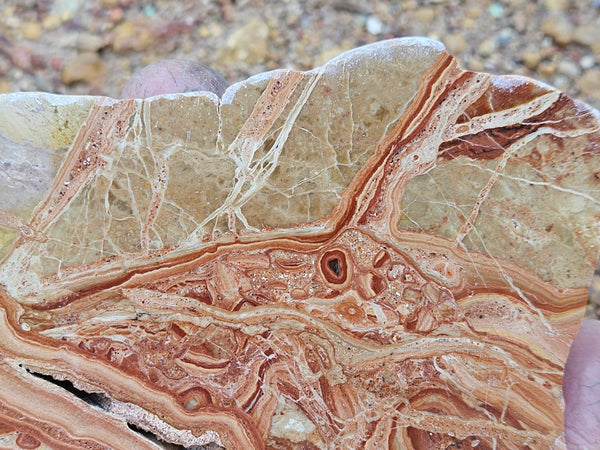 Polished fossil Oncolite slab. ONC117